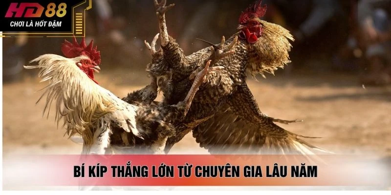Bí kíp thắng lớn từ chuyên gia lâu năm