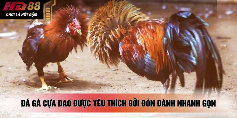 Đá gà cựa dao được yêu thích bởi đòn đánh nhanh gọn