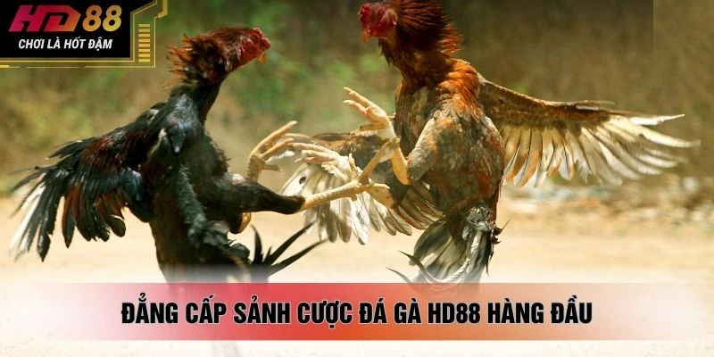 Đẳng cấp sảnh cược Đá gà HD88 hàng đầu