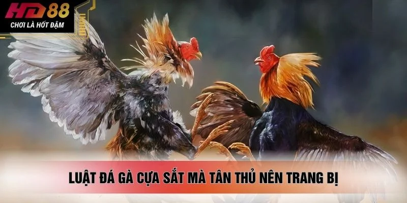 Luật đá gà cựa sắt mà tân thủ nên trang bị